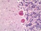 MAPK15 / ERK7 Antibody